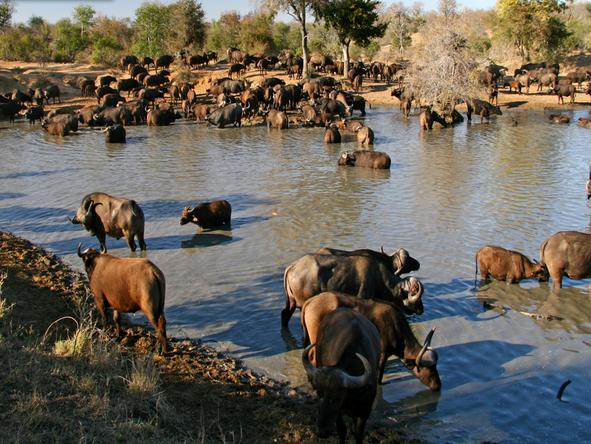 Chapungu Tented Camp - Game Drive 